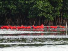 Caroni Bird Sanctuary Tour: Sunset Boat Cruise 4
