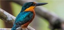 Caroni Bird Sanctuary Tour: Sunset Boat Cruise 10