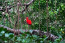 Caroni Bird Sanctuary Tour: Sunset Boat Cruise 2