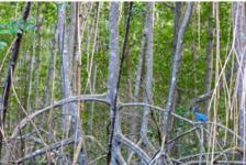 Caroni Bird Sanctuary Tour: Sunset Boat Cruise 8