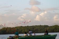 Caroni Bird Sanctuary Tour: Sunset Boat Cruise 6