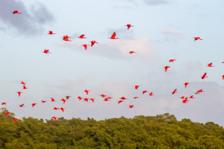 Caroni Bird Sanctuary Tour: Sunset Boat Cruise 5