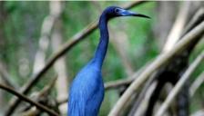 Caroni Bird Sanctuary Tour: Sunset Boat Cruise 9