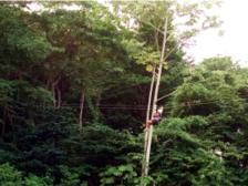 Zipline Trinidad: 7 Lines & Canopy Walks, Chaguaramas 4