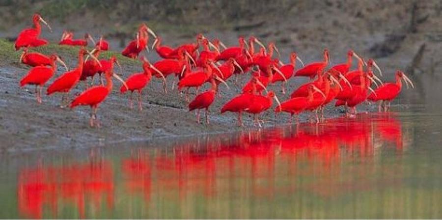 Caroni Bird Sanctuary Tour: Sunset Boat Cruise