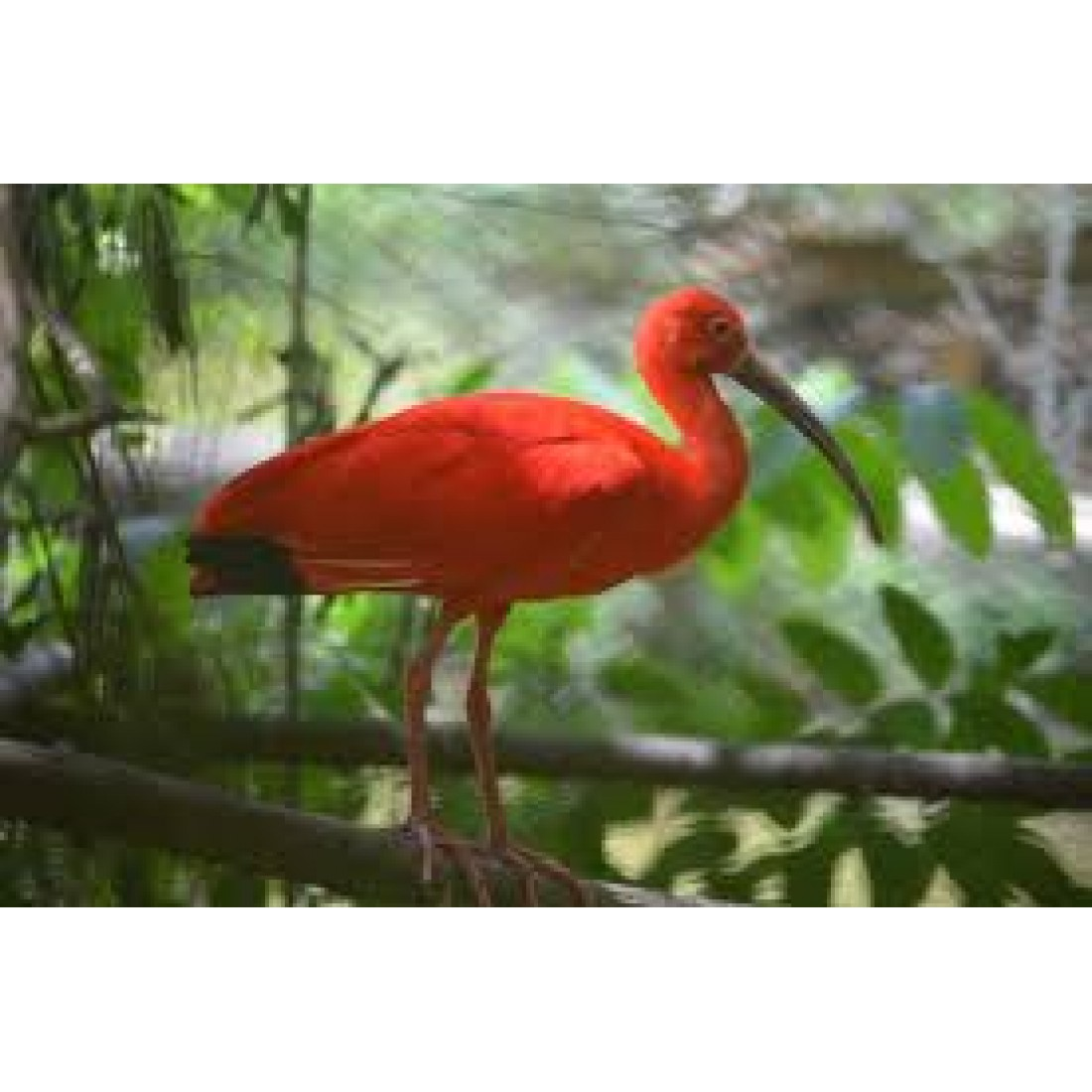 Caroni Bird Sanctuary Tour: Sunset Boat Cruise 3