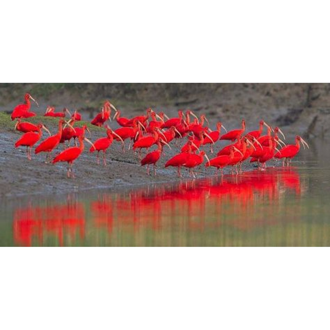 Caroni Bird Sanctuary Tour: Sunset Boat Cruise