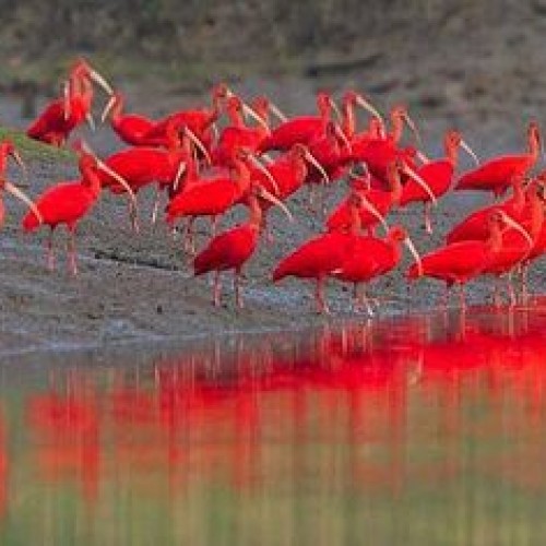Caroni Bird Sanctuary Tour: Sunset Boat Cruise