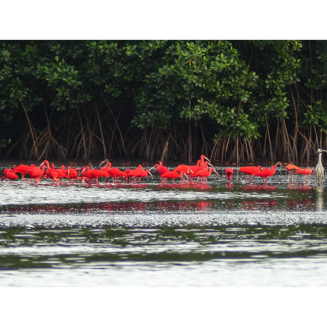 Caroni Bird Sanctuary Tour: Sunset Boat Cruise 4