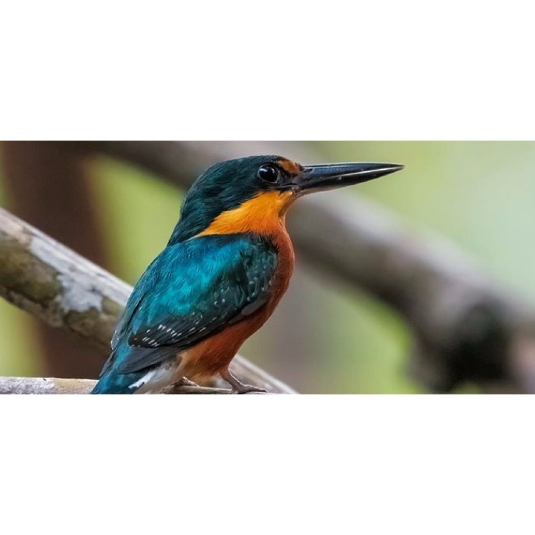 Caroni Bird Sanctuary Tour: Sunset Boat Cruise 10