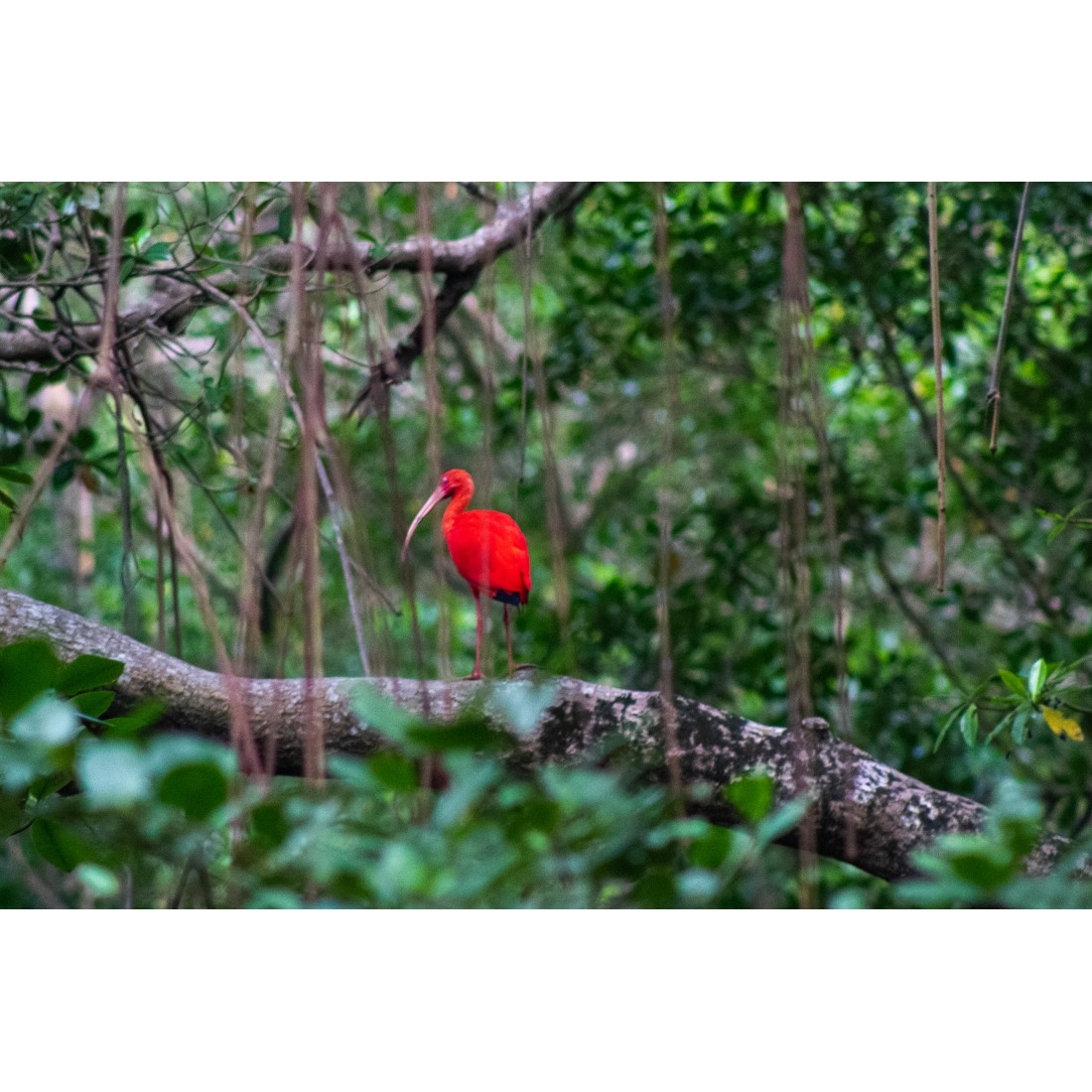 Caroni Bird Sanctuary Tour: Sunset Boat Cruise 2