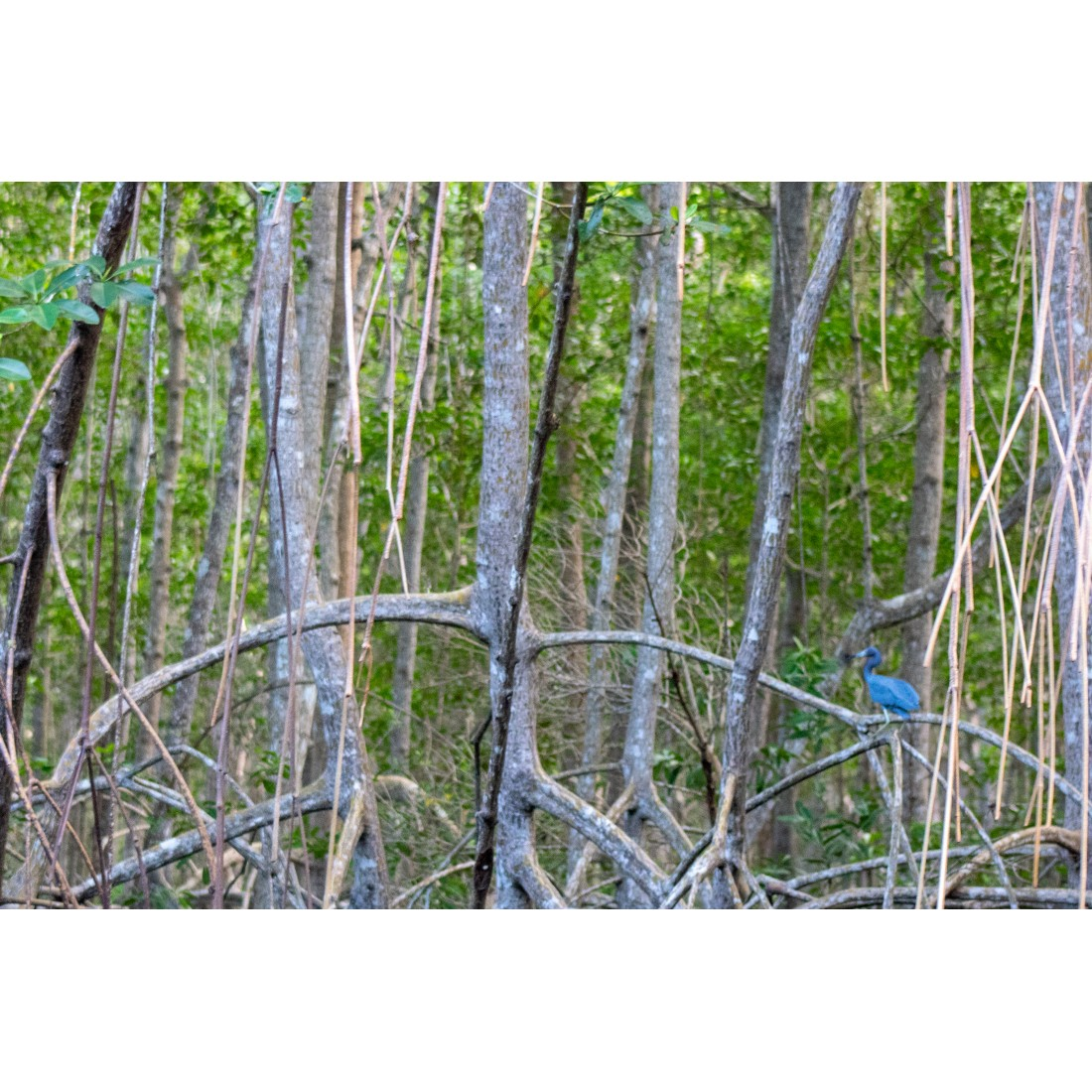 Caroni Bird Sanctuary Tour: Sunset Boat Cruise 8