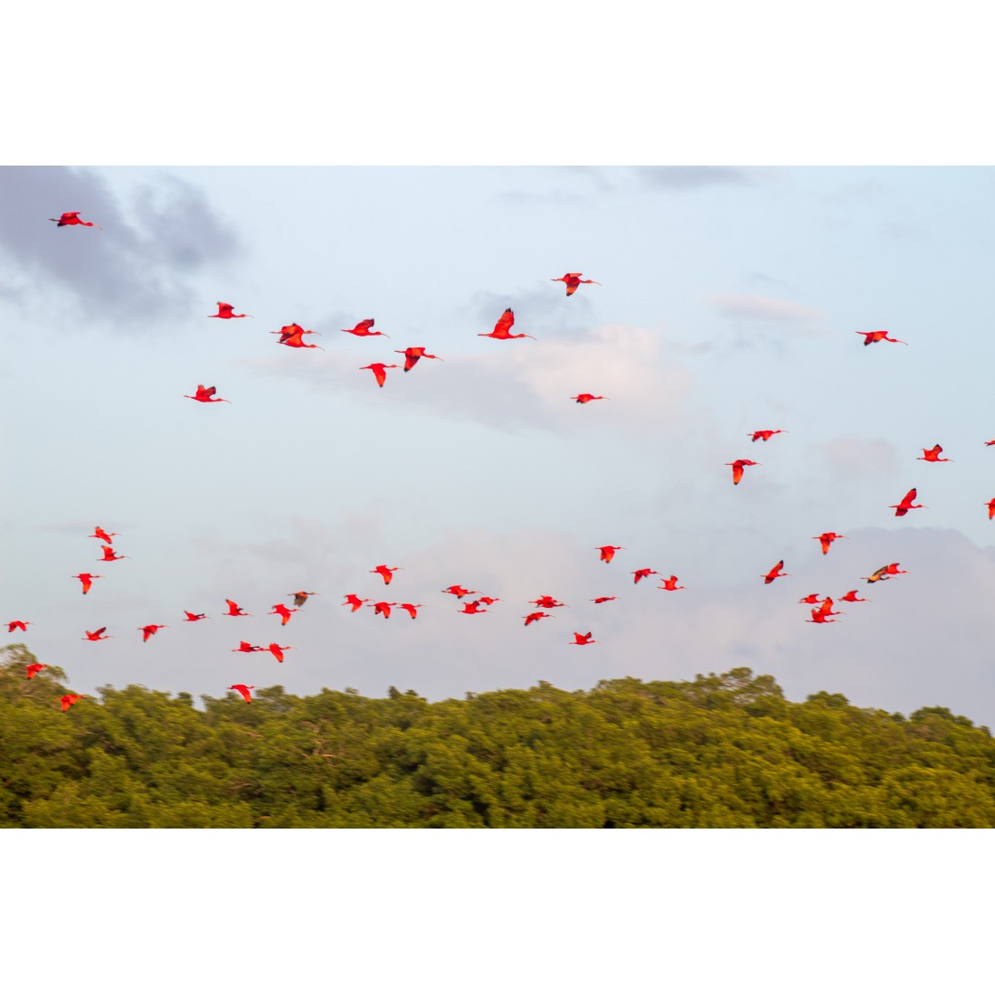 Caroni Bird Sanctuary Tour: Sunset Boat Cruise 5