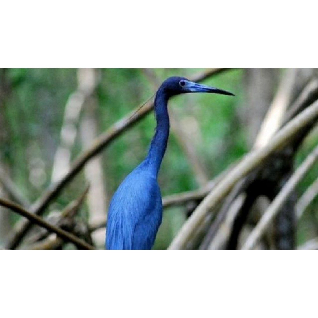 Caroni Bird Sanctuary Tour: Sunset Boat Cruise 9