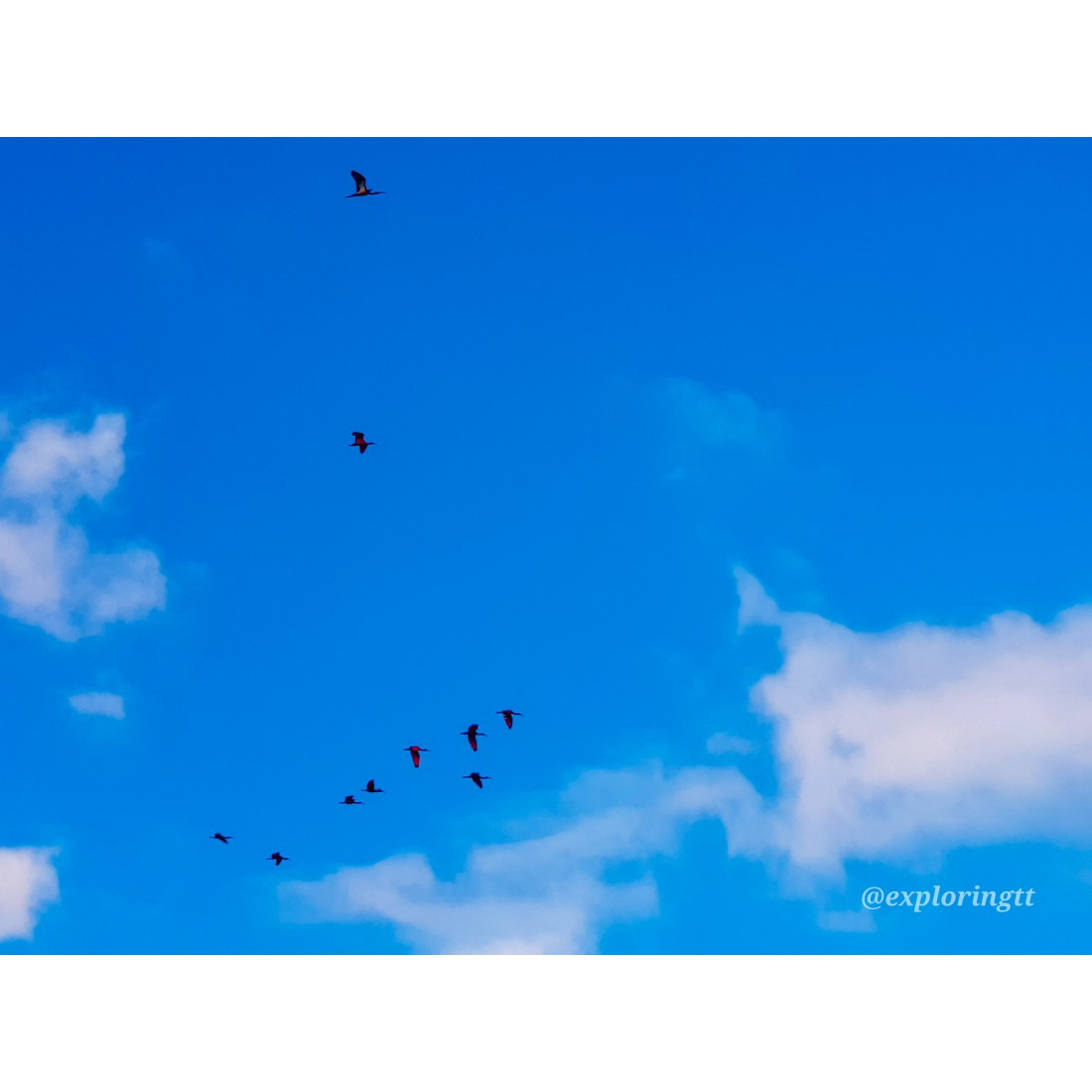 Kayak Adventure in the Second Largest Swamp of Trinidad and Tobago 6