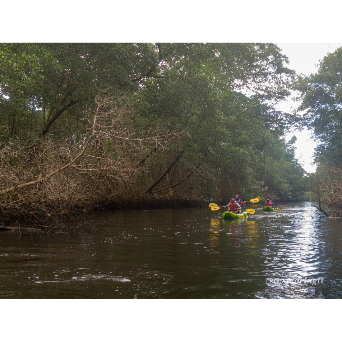 Kayak Adventure in the Second Largest Swamp of Trinidad and Tobago 8
