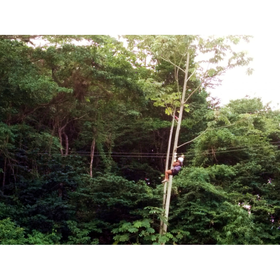 Zipline Trinidad: 7 Lines & Canopy Walks, Chaguaramas 4