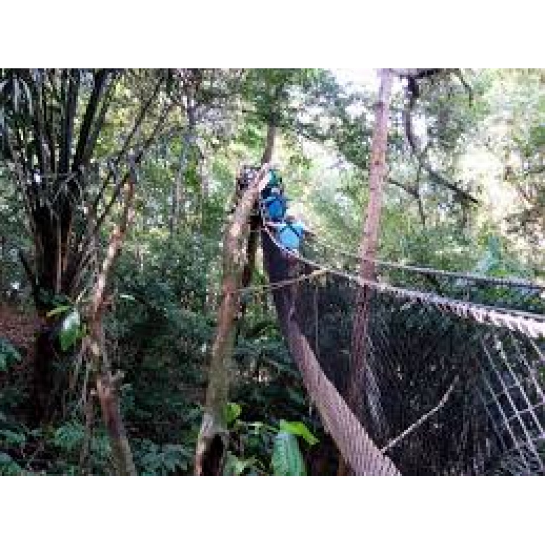 Zipline Trinidad: 7 Lines & Canopy Walks, Chaguaramas 2